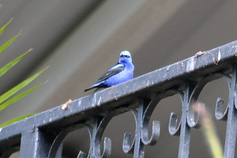 Blauwe suikervogel